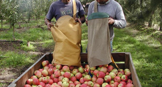 Cosecha de manzanas